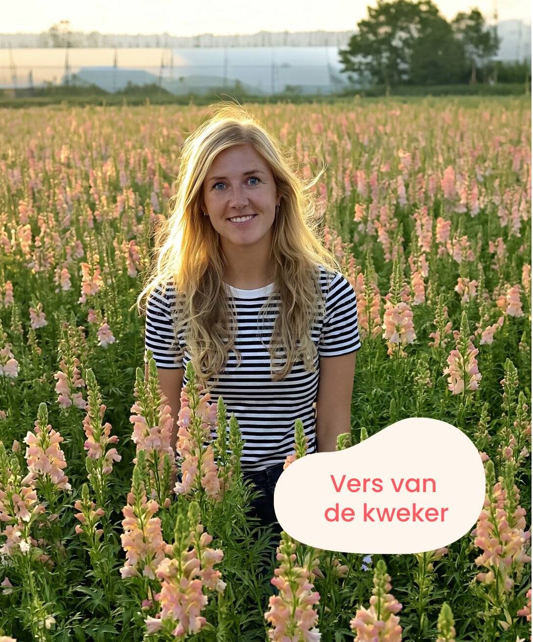 bloemen vers van de kweker